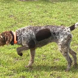 German Wirehaired Pointer All Grown Up from A and W Wirehairs