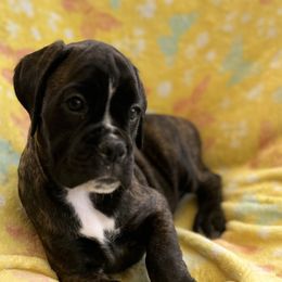 Boxer Puppies from Von Royal Dell’Infinite