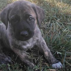 Miss Piggy - Brindle Anatolian Shepherd Dog puppy in Virginia from One Chick Farm