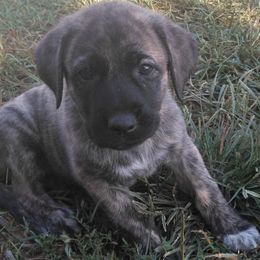 Miss Piggy - Brindle Anatolian Shepherd Dog puppy in Virginia from One Chick Farm