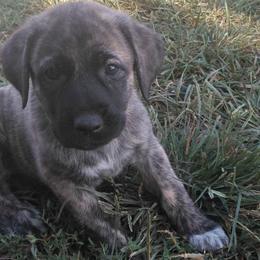 Miss Piggy - Brindle Anatolian Shepherd Dog puppy in Virginia from One Chick Farm