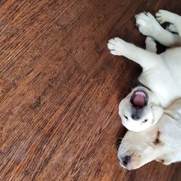 Labrador Retriever Puppies from Texas Finest English Labradors