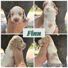 Finn - Piebald male Dachshund puppy in Wichita Falls, Texas from Long Dogs in The Falls