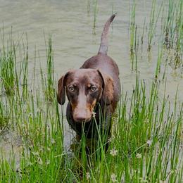 Cooper - Dachshund