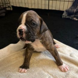 Boy 2 - Brindle male Boxer puppy in Lakeland, Florida from Cote's Boxers