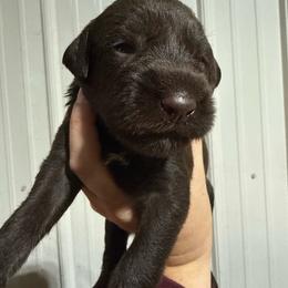 Zestar - Liver female German Wirehaired Pointer puppy in Mora, Minnesota from Reinberg Kennel
