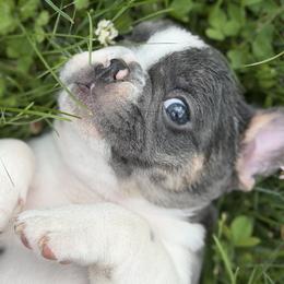 French Bulldog Puppies from Bailey Family Frenchies