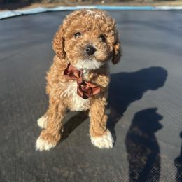 Edwin - Red  male Goldendoodle puppy in Mint Hill, North Carolina from DoodleForever