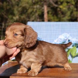 Millie - Chocolate female Dachshund puppy in Prospect, Oregon from Spunky Sausage Pups