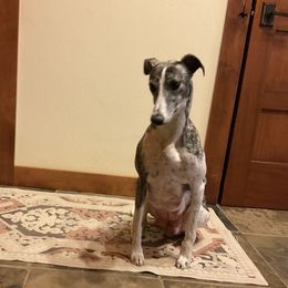 Sam - Whippet