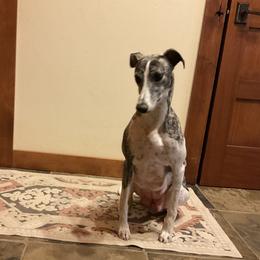 Sam - Whippet