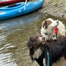 Miniature American Shepherds from Barnaby’s Barn Dog’s