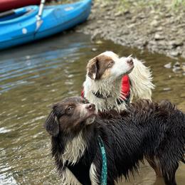 Miniature American Shepherds from Barnaby’s Barn Dog’s