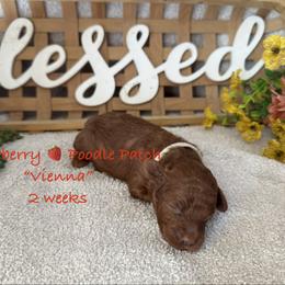 Vienna - Red  female Poodle puppy in Boyes, Montana from Strawberry Poodle Patch