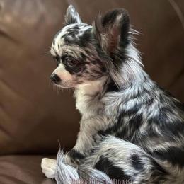 Moira Rose - Chihuahua