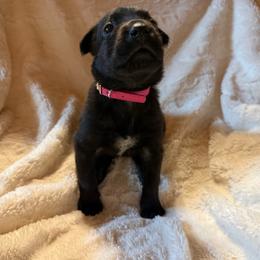 Voodoo - Black brindle female Dutch Shepherd puppy in Saint Amant, Louisiana from Mercy Kennels