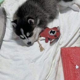Pomsky Puppies from Zoeys Little Pomsky