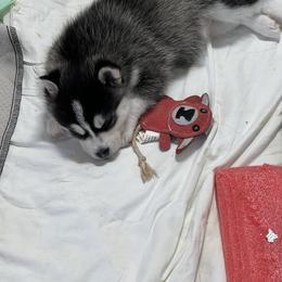 Pomsky Puppies from Zoeys Little Pomsky