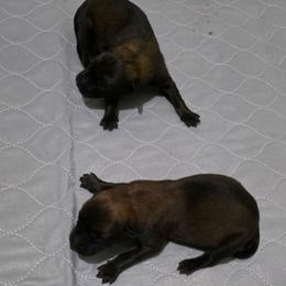 Cinnamon - Fawn female Belgian Malinois puppy in Andersonville, Tennessee from Working W Kennels