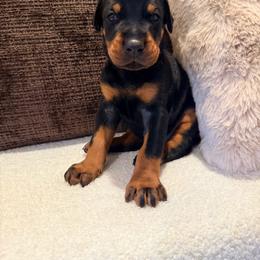 Black Male 2 - Black and rust male Doberman Pinscher puppy in Wirtz, Virginia from Ludic Kennels