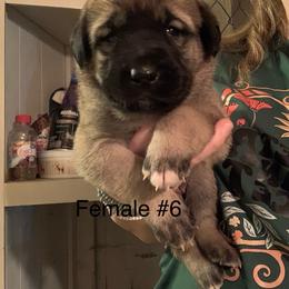 Female 6 - Fawn female Anatolian Shepherd Dog puppy in Daggett, Michigan from T&S Anatolians