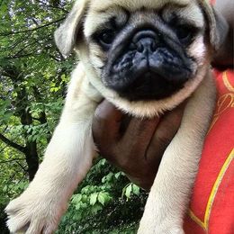 French Bulldog and Pug Puppies from Peachy Pugs