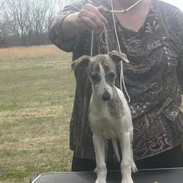 Bryson - Fawn brindle male Whippet puppy in Kings Mountain, North Carolina from WesAnn’s