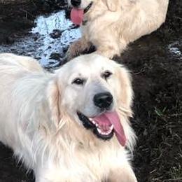 Goldendoodles and Golden Retrievers from Golden Valley Farm and Kennel