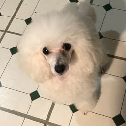Misha - Poodle