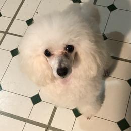 Misha - Poodle