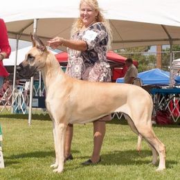 Great Danes from SteelRose Great Danes