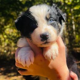 Ella - Black tri-color female Australian Shepherd puppy in Mckenzie, Tennessee from Whispering Iris Aussies
