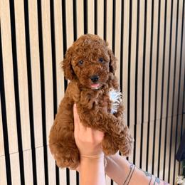 Jimini - Apricot male Poodle puppy in Miami, Florida from Sakura Poodles