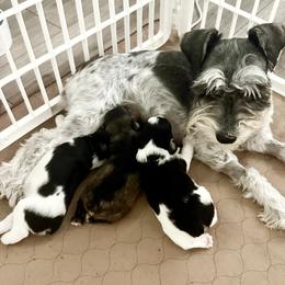 Miniature Schnauzer puppies from Ancient City Schnauzers