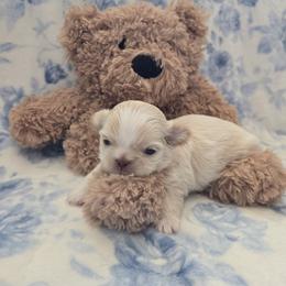 Santos - Gold and white male Shih Tzu puppy in Surprise, Arizona from Ashlee's Shih Tzus