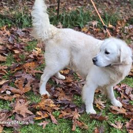 Julet - Golden Retriever puppy from Alpine Valley Ranch-European English Cream Golden Retriever
