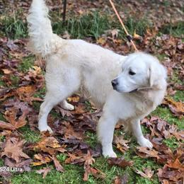 Julet - Golden Retriever puppy from Alpine Valley Ranch-European English Cream Golden Retriever