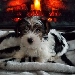 Goldendoodles and Yorkshire Terriers from Mathiasons Little Barkers