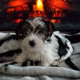 Goldendoodles and Yorkshire Terriers from Mathiasons Little Barkers
