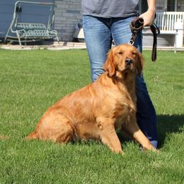 Bailey - Golden Retriever