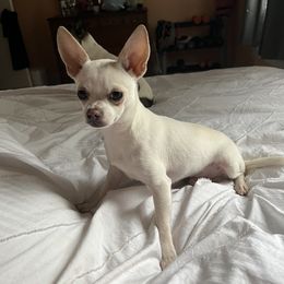 B - Chihuahua