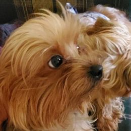 Yorkshire Terriers from Phyllis's Yorkshire Terriers