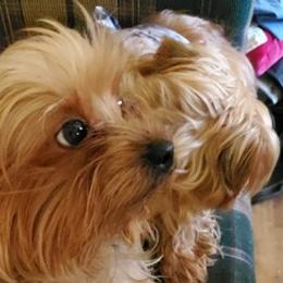 Yorkshire Terriers from Phyllis's Yorkshire Terriers