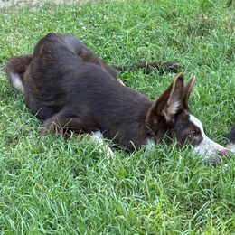 SVVS Wunder Pandy Sparkles Purple Collar - Panda German Shepherd puppy in Little Rock, Arkansas from Strahl Von Valor Shepherds