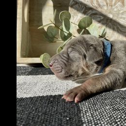 Dark Blue - Blue male Great Dane puppy in Weatherford, Texas from Oak Bend Danes