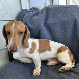 Uno - Dachshund
