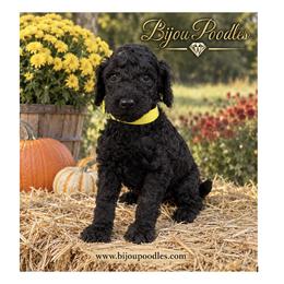 Yellow Collar - Black female Poodle puppy in Niagara Falls, New York from Bijou Standard Poodles