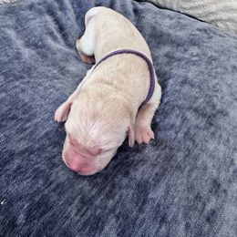 Girl 5 - female Labrador Retriever puppy in Temecula, California from Oak Valley Labradors