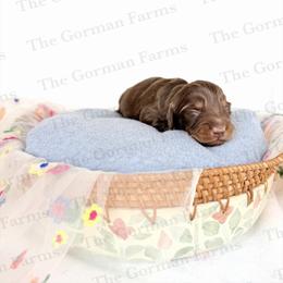 Florence - Chocolate and tan male Dachshund puppy in Greenville, North Carolina from The Gorman Farms
