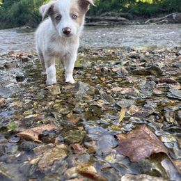 Cash - White and red merle male Border Collie puppy in Centerton, Arkansas from Chappell Breeding